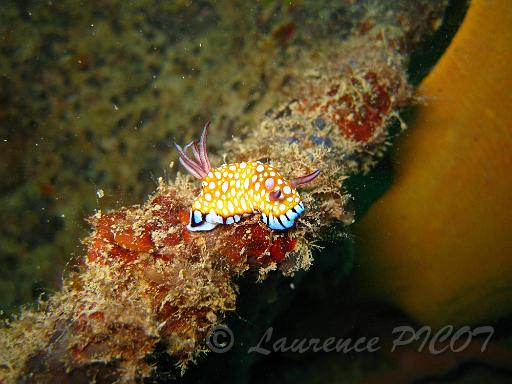 Chromodoris roboi.JPG - Philippines - îles Calamian